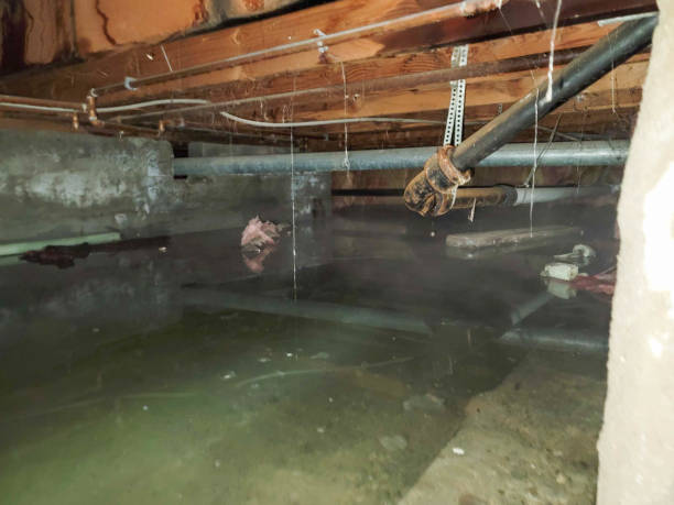 Best Water damage cleanup near me  in Glencoe, FL