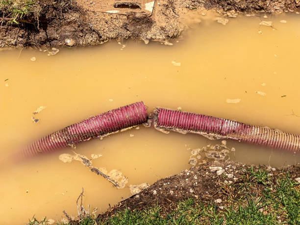 Best Local water damage restoration  in Glencoe, FL
